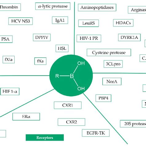 boronic|Boronic Acids and Their Derivatives in Medicinal。